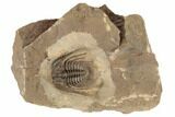 Spiny Leonaspis Trilobite - Lghaft, Morocco #191872-1